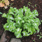 Royal Tiara Hosta Plants online shopping