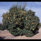 Carrizo Citrange Trifoliate Hybrid Budwood citrus plant material online shopping