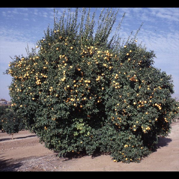 Carrizo Citrange Trifoliate Hybrid Budwood citrus plant material online shopping