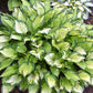 Volcano Island Hosta Plants online shopping