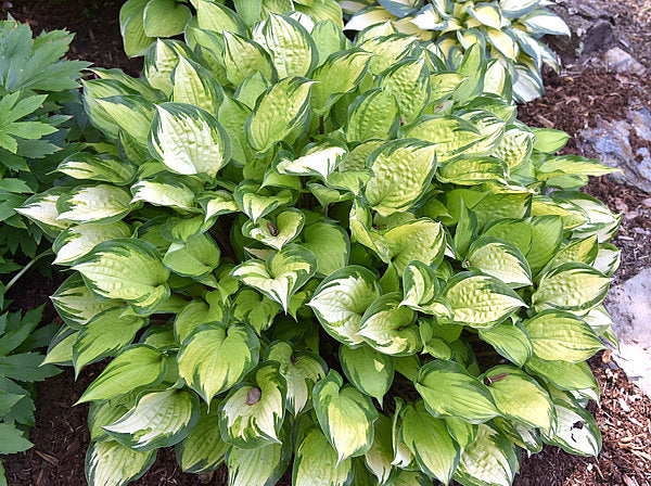 Volcano Island Hosta Plants online shopping
