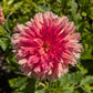 Shaggy Chic Dahlia