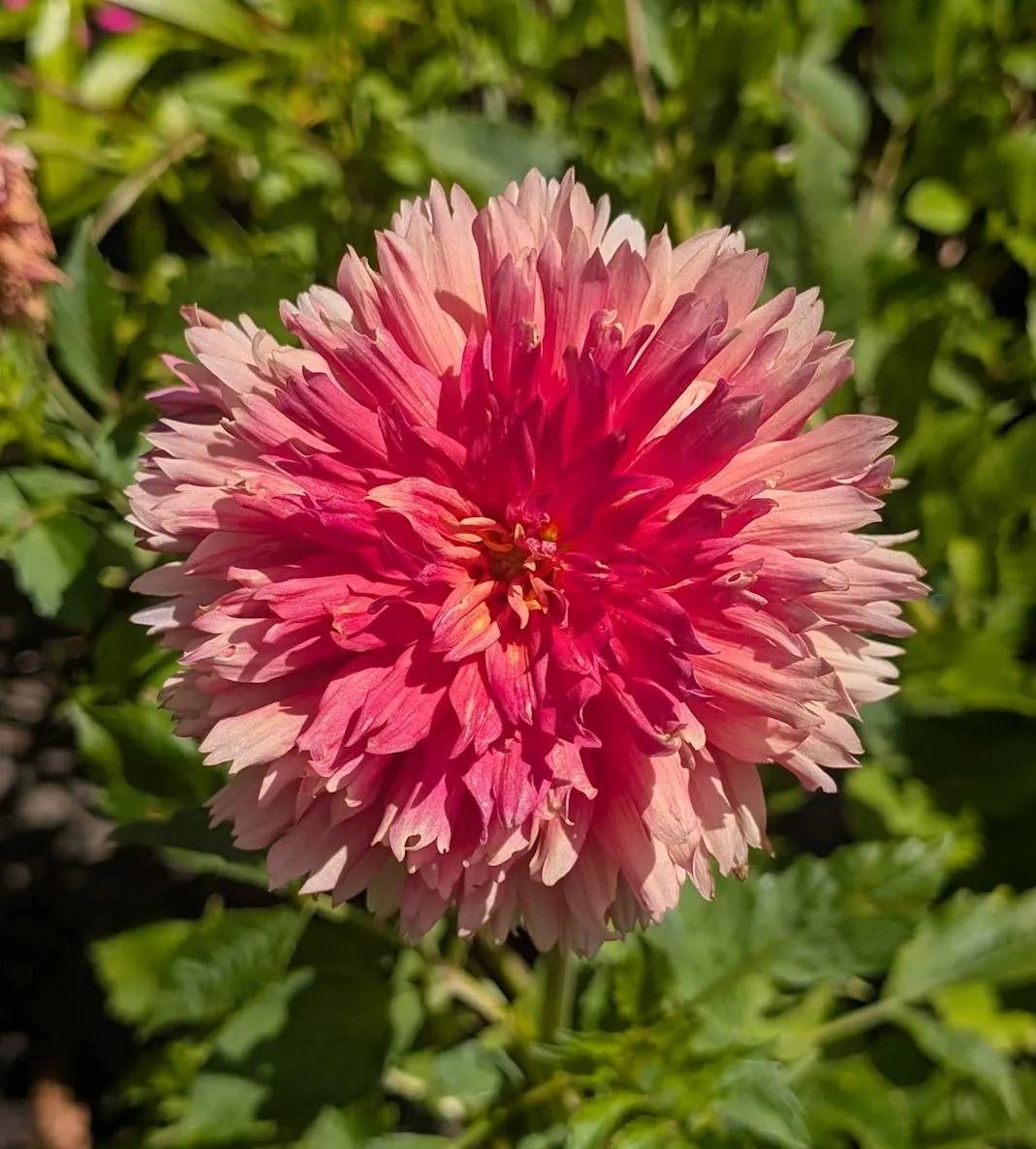 Shaggy Chic Dahlia