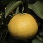 Palestine Sweet Lime Budwood citrus plant material online shopping