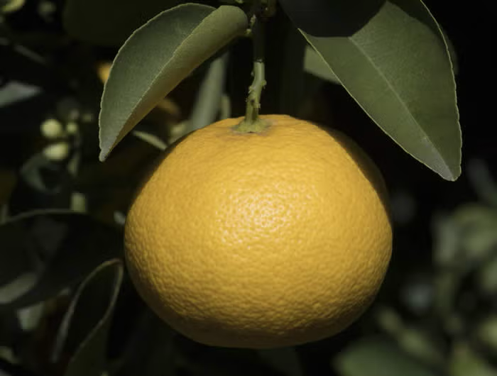 Palestine Sweet Lime Budwood citrus plant material online shopping