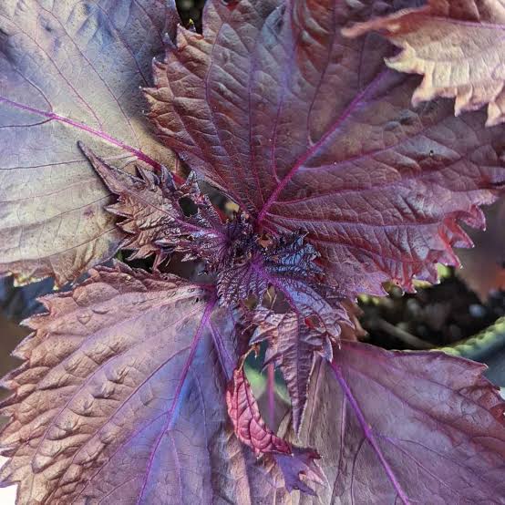 Red Perilla Shiso Seeds online shopping
