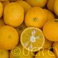 Sudachi Ichandrin Papeda Hybrid Budwood citrus plant material online shopping