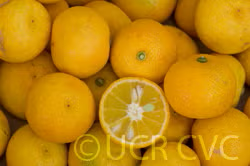 Sudachi Ichandrin Papeda Hybrid Budwood citrus plant material online shopping