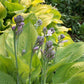 Gold Regal Hosta Plants online shopping