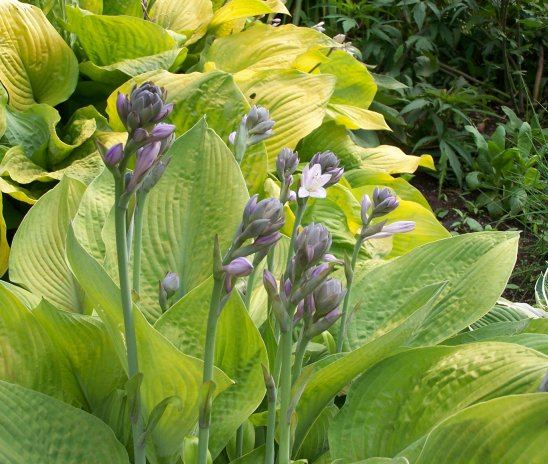 Gold Regal Hosta Plants online shopping