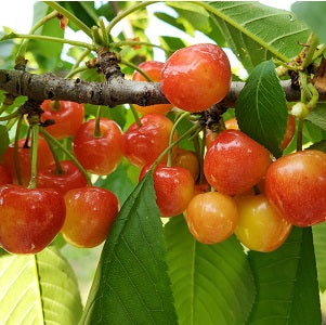 White Gold® Sweet Cherry