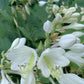 Reptilian Hosta Plants online shopping