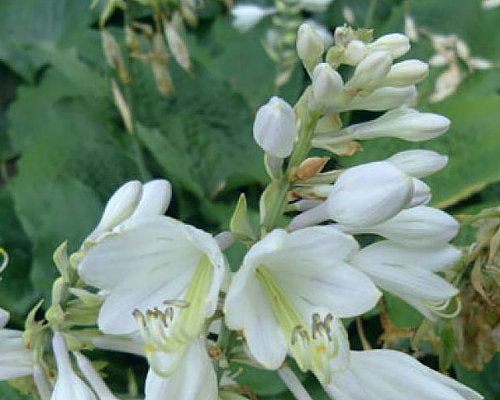 Reptilian Hosta Plants online shopping