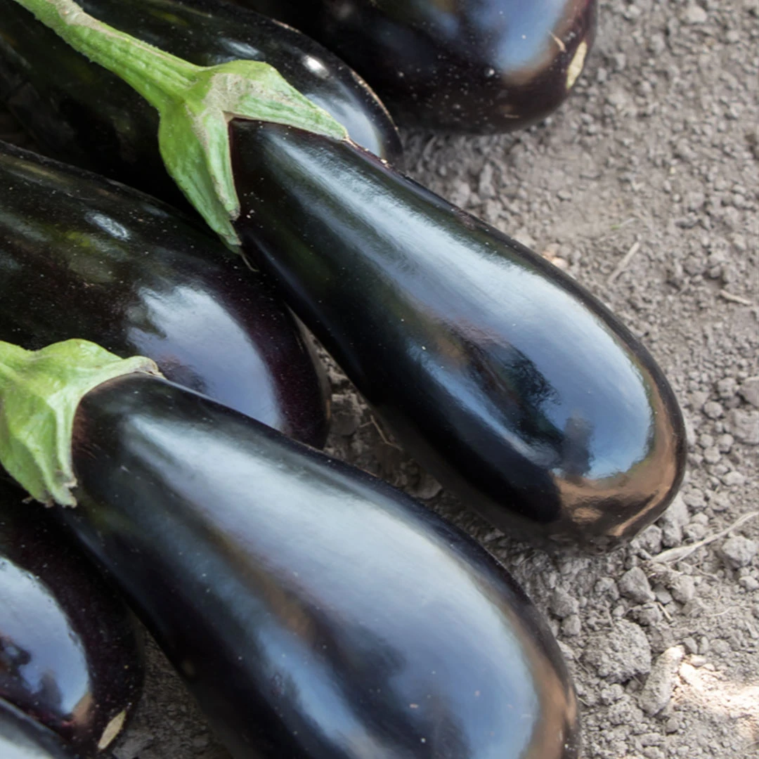 Gaudi F1 Aubergine