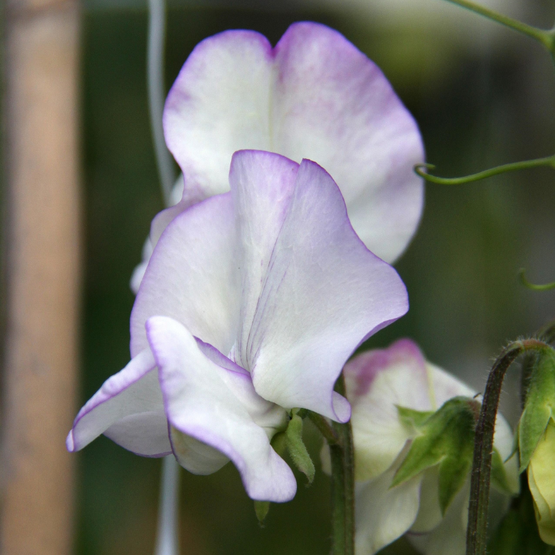 Albutt Blue Sweet Pea seeds online shopping