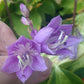 Volcano Island Hosta Plants online shopping