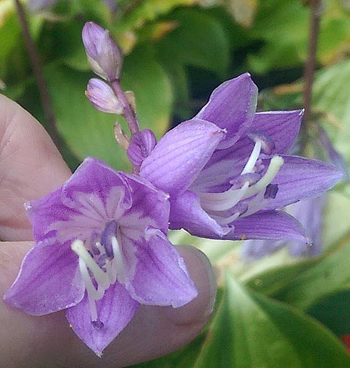 Volcano Island Hosta Plants online shopping