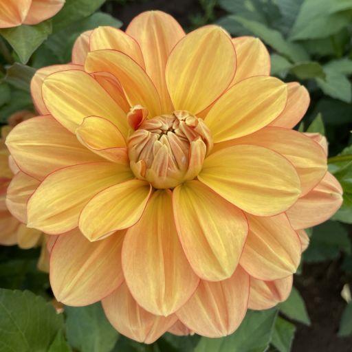 Grandma’s Hug Dahlia