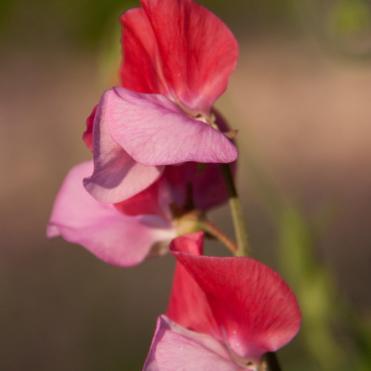 Duo Salmon Heirloom Sweet Pea