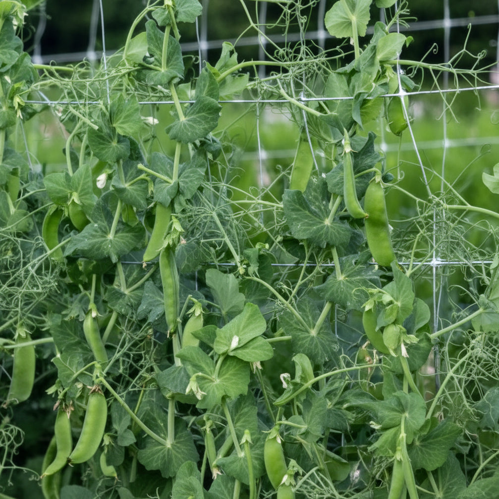 Avalanche Snow Pea