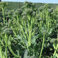 Sorrento Broccoli