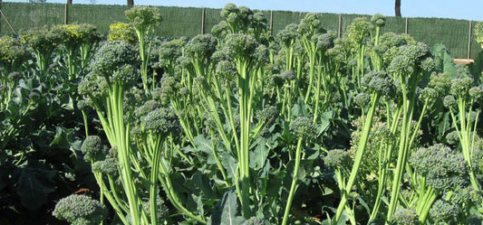 Sorrento Broccoli Seeds online shopping
