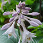 Gabriel’s Wing Hosta Plants online shopping