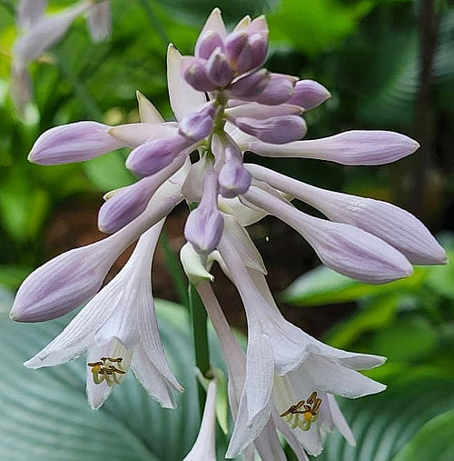 Gabriel’s Wing Hosta Plants online shopping