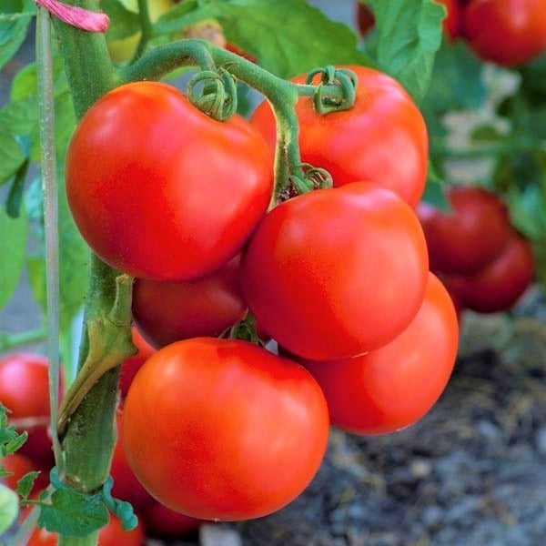 Early Girl Tomato