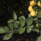 Millsweet Acidless Limetta Plant citrus plant material online shopping