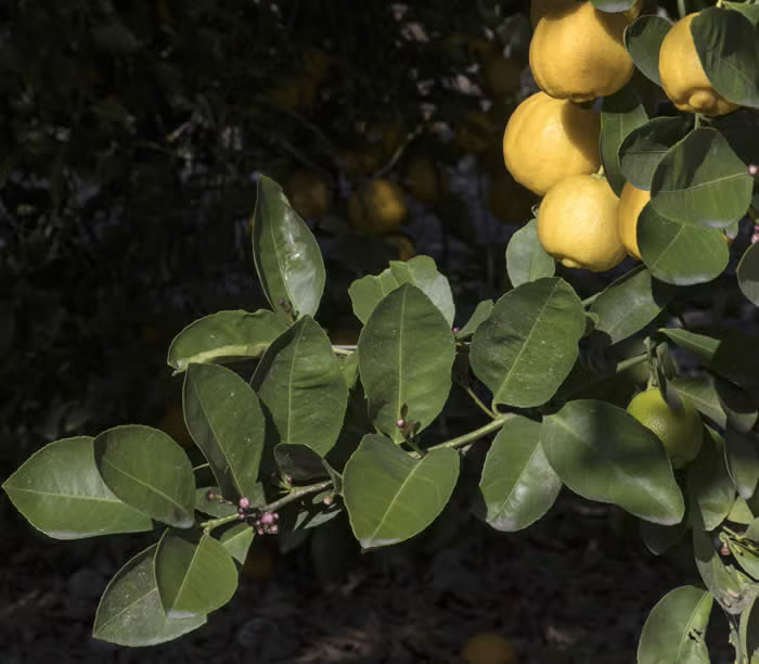Millsweet Acidless Limetta Plant citrus plant material online shopping