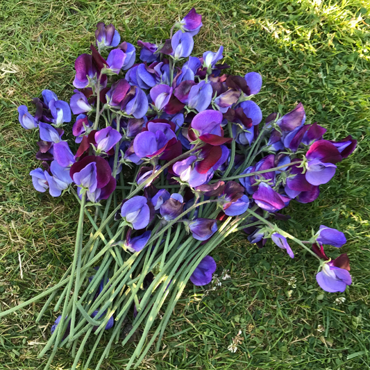 Indigo King Heirloom Sweet Pea