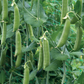 Super Sugar Snap Pea Seeds online shopping