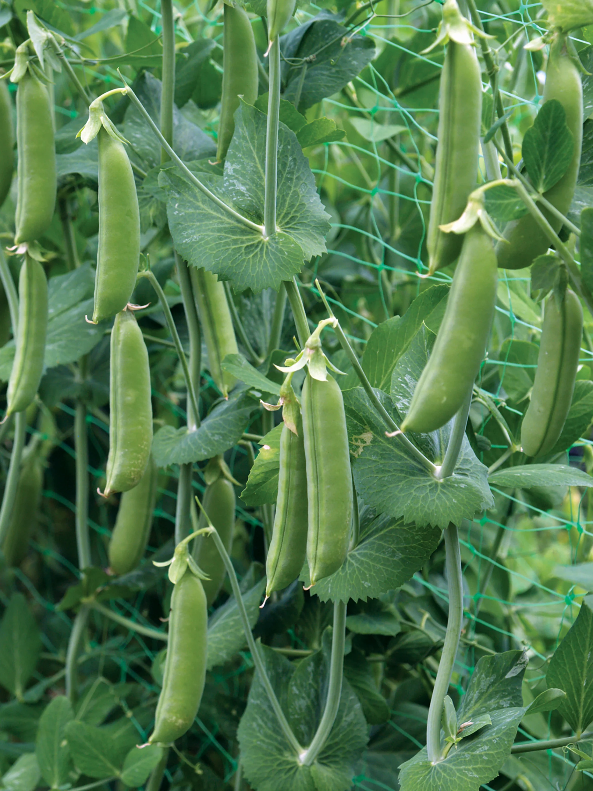 Super Sugar Snap Pea Seeds online shopping