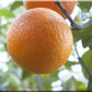 Troyer Citrange Seed citrus plant material online shopping