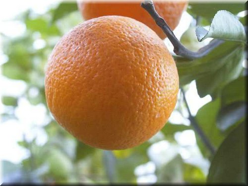 Troyer Citrange Seed citrus plant material online shopping