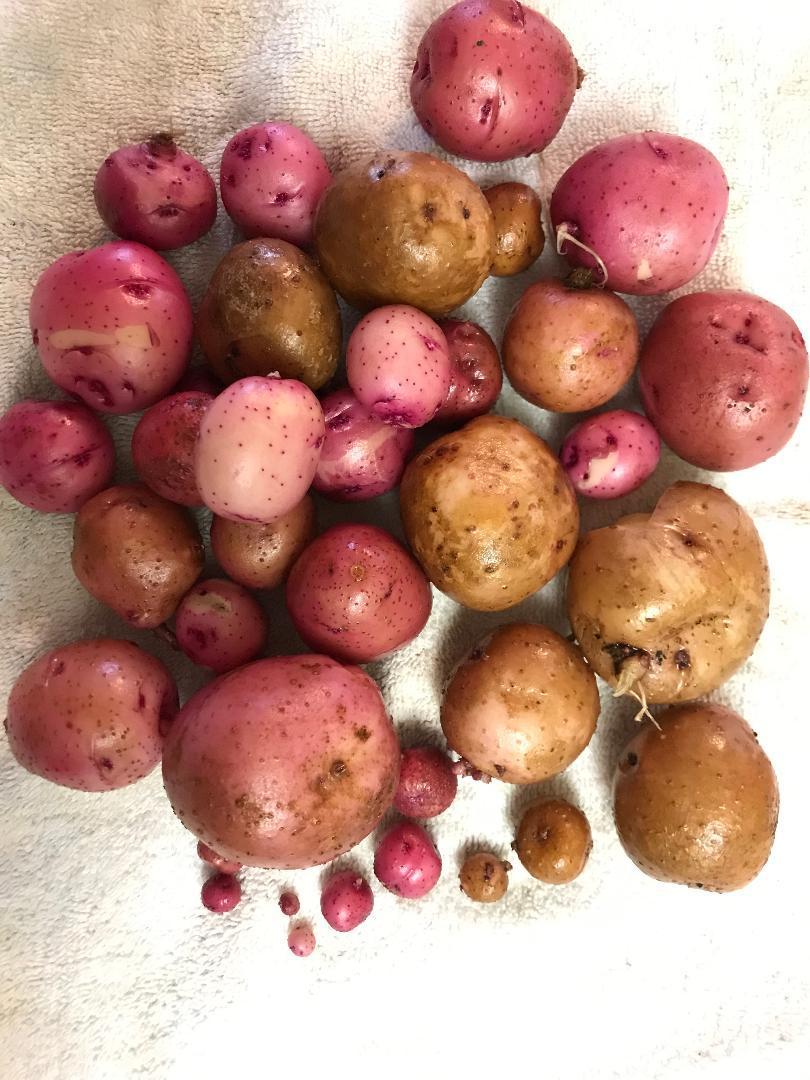 Red Pontiac Seed Potato online shopping