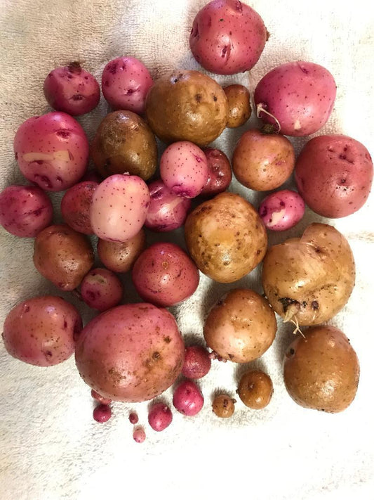 Red Pontiac Seed Potato online shopping