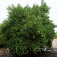 Sacaton Citrumelo Seed citrus plant material online shopping