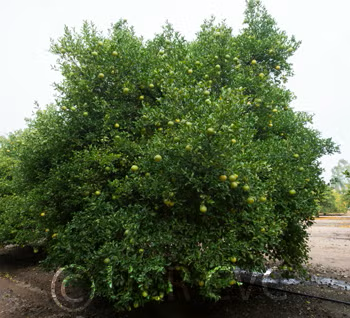 Sacaton Citrumelo Seed citrus plant material online shopping