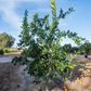 California Rojo Pigmented Navel Orange Budwood citrus plant material online shopping