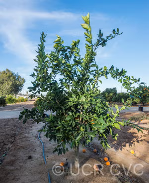 California Rojo Pigmented Navel Orange Budwood citrus plant material online shopping