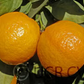 Gold Nugget Mandarin Budwood citrus plant material online shopping