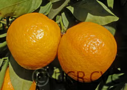 Gold Nugget Mandarin Budwood citrus plant material online shopping