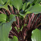 One Man’s Treasure Hosta Plants online shopping