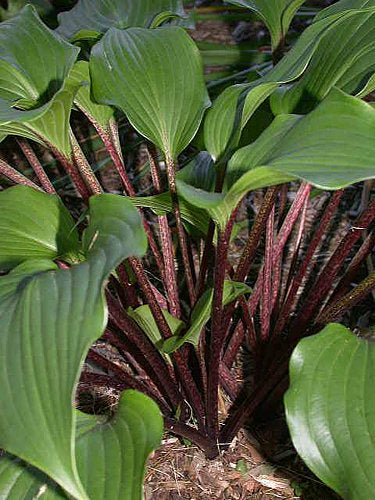 One Man’s Treasure Hosta Plants online shopping