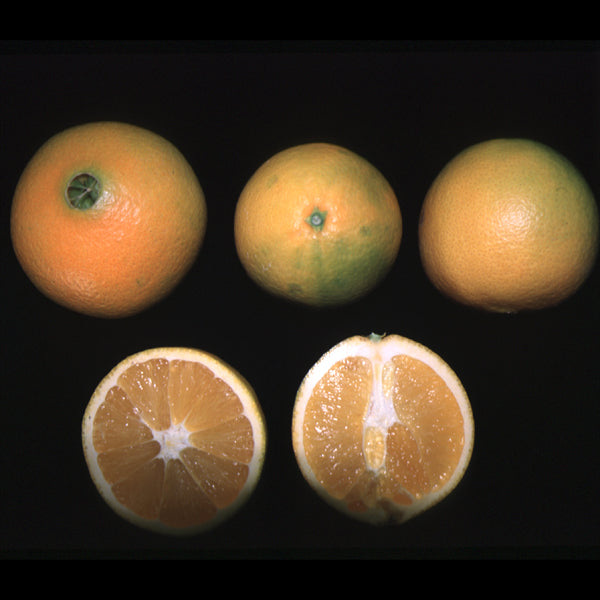 Lane Late Navel Orange Budwood citrus plant material online shopping