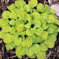 Sun Mouse Hosta Plants online shopping