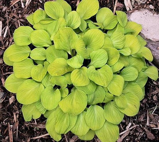 Sun Mouse Hosta Plants online shopping