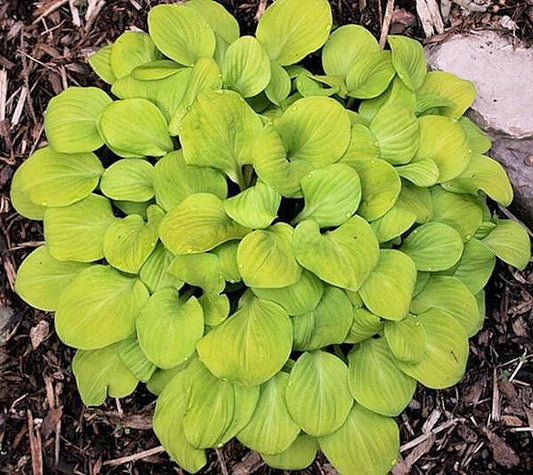 Sun Mouse Hosta Plants online shopping